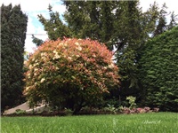 4c9c73dd-20170428 Ri photinia.jpg